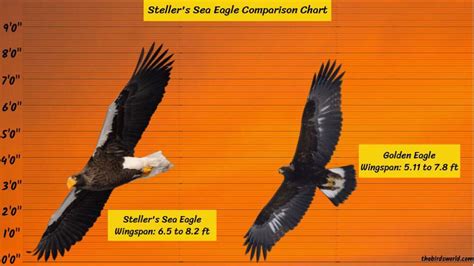 sea eagle vs golden eagle